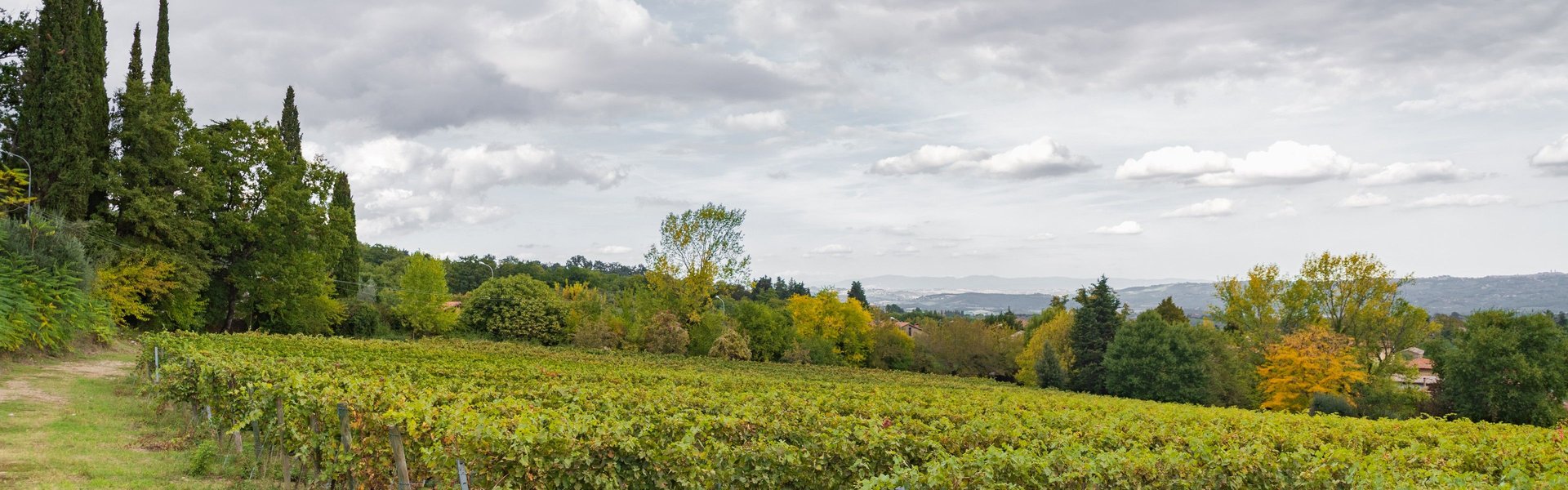 Palazzone - San Casciano dei bagni. Vigne