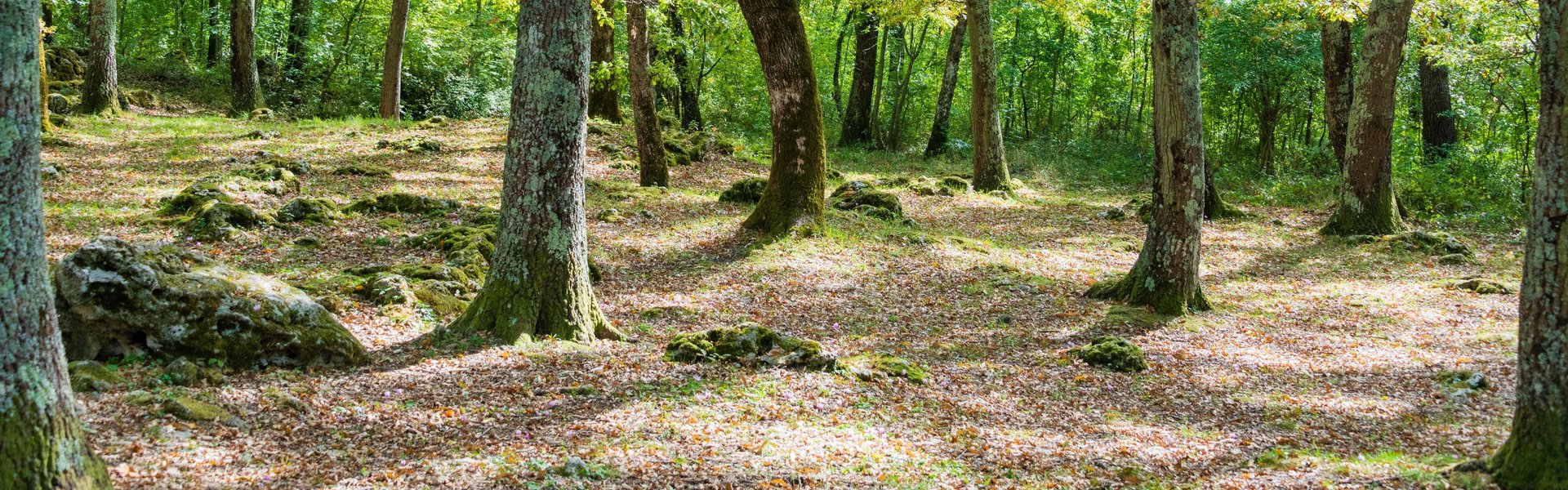 Foresta di Belverde