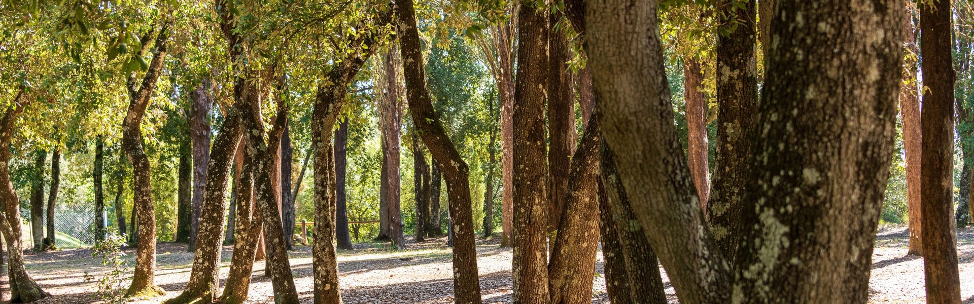 Parco Il Tondo