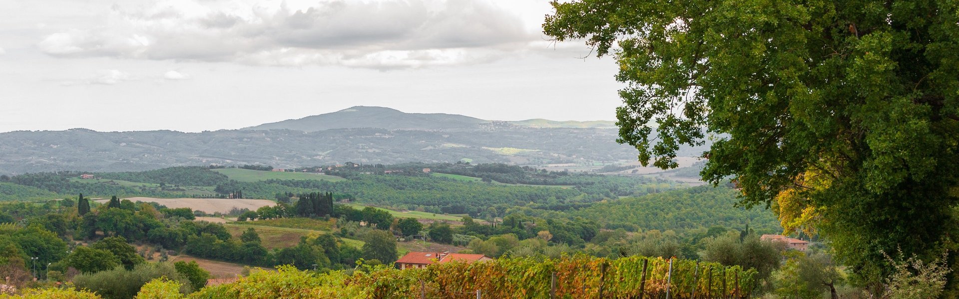 Palazzone - San Casciano dei bagni. Vigne