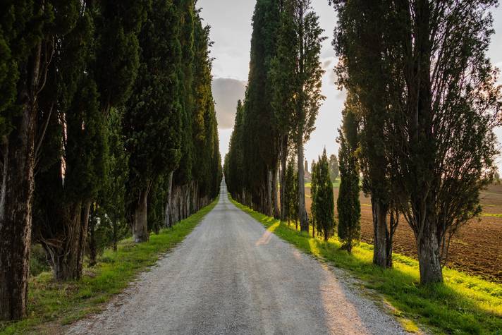 Fattoria Amorosa. Viale